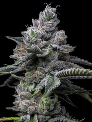 RS11 x Hollywood  (Cookies), feminisierte Samen