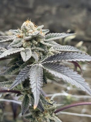 Spicy Guava (Elev8), feminisierte Samen