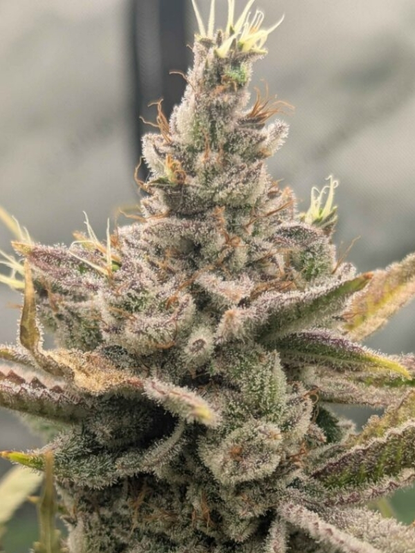 sweet peaks strain elev8 Sweet Peaks (Elev8), feminisierte Samen – Bild 1