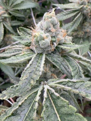 Zushi Supreme (Elev8), feminisierte Samen
