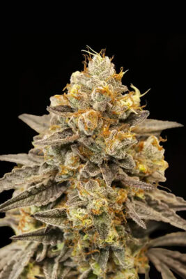 Auto Biscotti Zkittlez (00 Seeds), automatisierte Samen