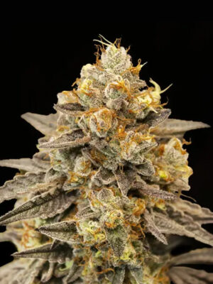 Auto Biscotti Zkittlez (00 Seeds), automatisierte Samen
