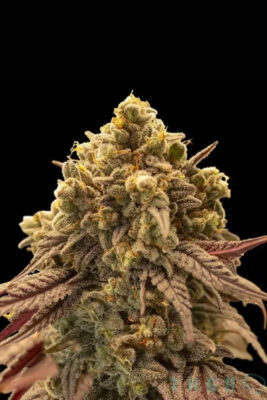 Auto Gelato Mint (00 Seeds), automatisierte Samen
