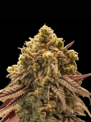 Auto Gelato Mint (00 Seeds), automatisierte Samen