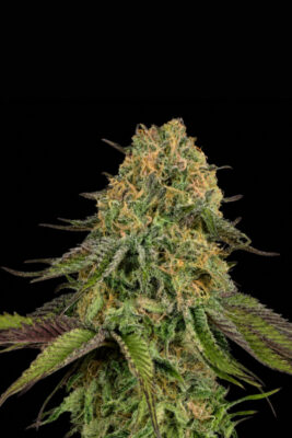Auto Lemon Cherry Gelato (00 Seeds), automatisierte Samen