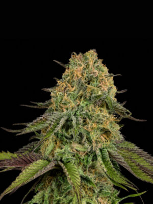 Auto Lemon Cherry Gelato (00 Seeds), automatisierte Samen