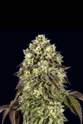 Auto Zunami Peach (00 Seeds), automatisierte Samen