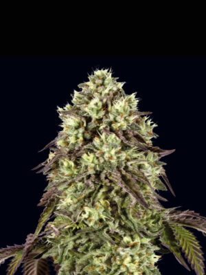 Auto Zunami Peach (00 Seeds), automatisierte Samen