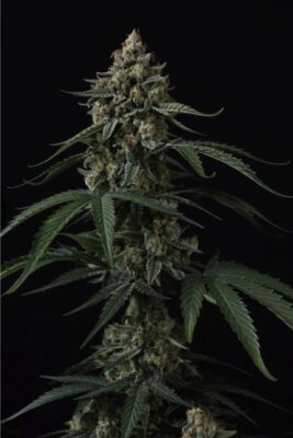 Banana Cherry Cookies Auto (Fast Buds), autoflowering Samen