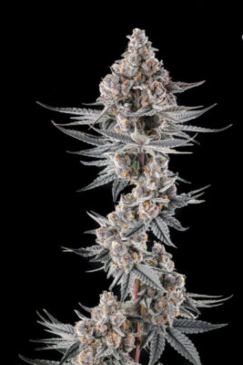 Eye of JAH: JAHmba Juice x Mellowz 8 (Compound Genetics), feminisierte Samen