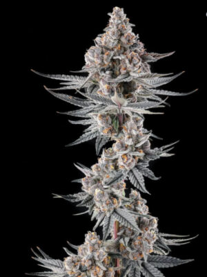 Eye of JAH: JAHmba Juice x Mellowz 8 (Compound Genetics), feminisierte Samen