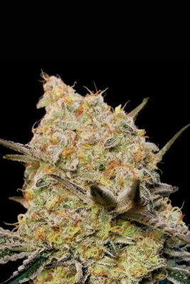 Gelato Mint (00 Seeds), feminisierte Samen