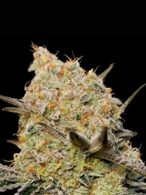 Gelato Mint (00 Seeds), feminisierte Samen