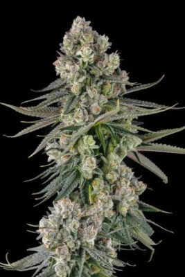 Glue Lotus: GG4 x Mellowz 8 (Compound Genetics), feminisierte Samen