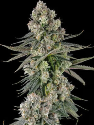 Glue Lotus: GG4 x Mellowz 8 (Compound Genetics), feminisierte Samen