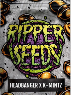 Headbanger x K-Mintz (Ripper Seeds), feminisiert