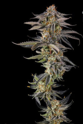 JAHrassic  (Compound Genetics), feminisierte Samen