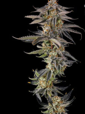 JAHrassic  (Compound Genetics), feminisierte Samen