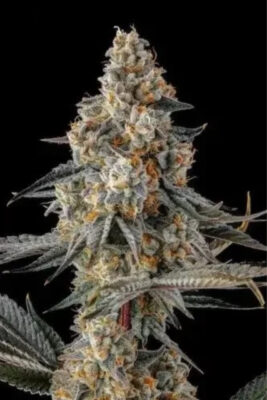 La Llorona (Compound Genetics), feminisierte Samen