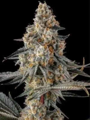 La Llorona (Compound Genetics), feminisierte Samen
