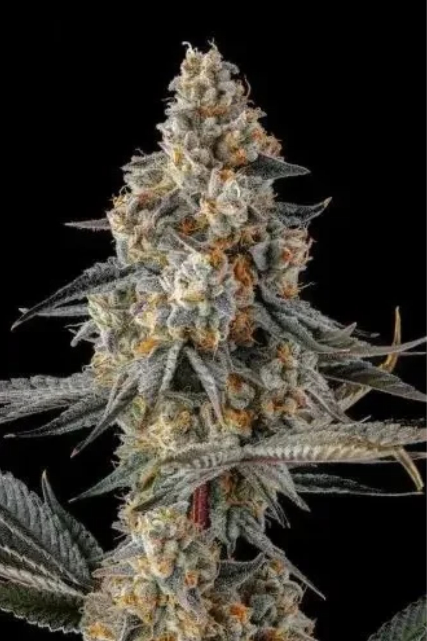 la llorona Compound Genetics (1) La Llorona (Compound Genetics), feminisierte Samen – Bild 1