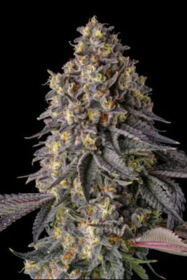 Kumamotoz  (Compound Genetics), feminisierte Samen