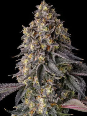 Kumamotoz  (Compound Genetics), feminisierte Samen