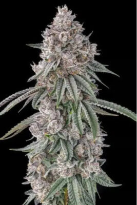 Lemon Chain (Compound Genetics), feminisierte Samen