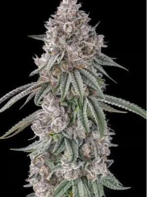 Lemon Chain (Compound Genetics), feminisierte Samen