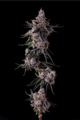 Lemon Cherry Pave (Compound Genetics), feminisierte Samen