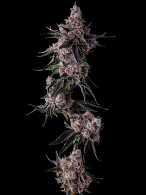 Lemon Cherry Pave (Compound Genetics), feminisierte Samen