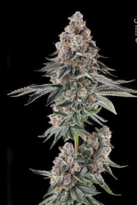 Mailbox Money (Compound Genetics), feminisierte Samen