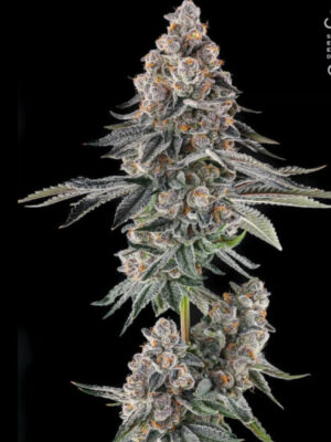 Mailbox Money (Compound Genetics), feminisierte Samen