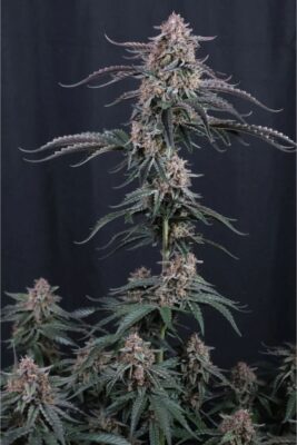 Mendo Cherry Cookies Auto (Fast Buds), autoflowering Samen
