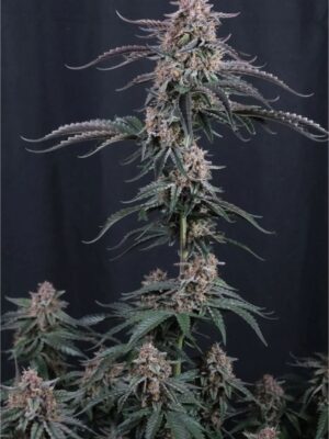 Mendo Cherry Cookies Auto (Fast Buds), autoflowering Samen