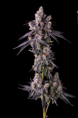 Mora Azul (Compound Genetics), feminisierte Samen