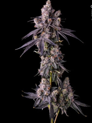 Mora Azul (Compound Genetics), feminisierte Samen