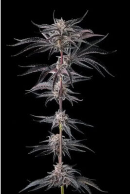 Nakamarra (Compound Genetics), feminisierte Samen