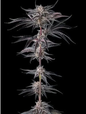 Nakamarra (Compound Genetics), feminisierte Samen