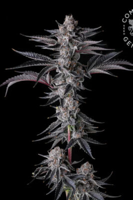 New Money  (Compound Genetics), feminisierte Samen