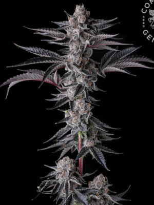 New Money  (Compound Genetics), feminisierte Samen