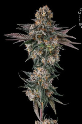 Orange Moon  (Compound Genetics), feminisierte Samen