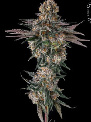 Orange Moon  (Compound Genetics), feminisierte Samen