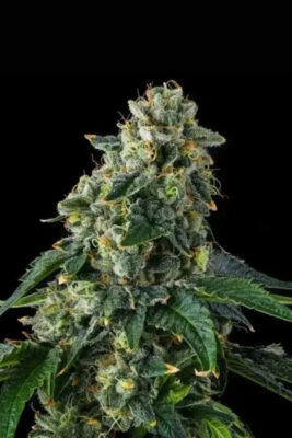 Presidential Pardon (Compound Genetics), feminisierte Samen