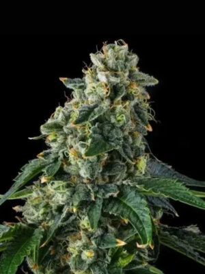 Presidential Pardon (Compound Genetics), feminisierte Samen