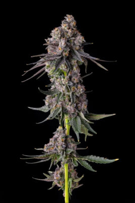 Rainbow Guave (Compound Genetics), feminisierte Samen