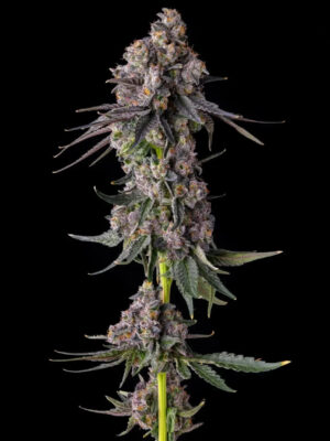 Rainbow Guave (Compound Genetics), feminisierte Samen
