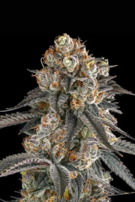 Solazo  (Compound Genetics), feminisierte Samen