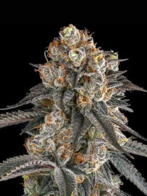 Solazo  (Compound Genetics), feminisierte Samen