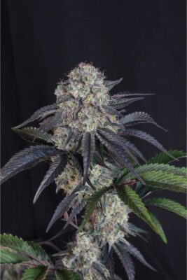 Sundae Frost Auto (Fast Buds), autoflowering Samen